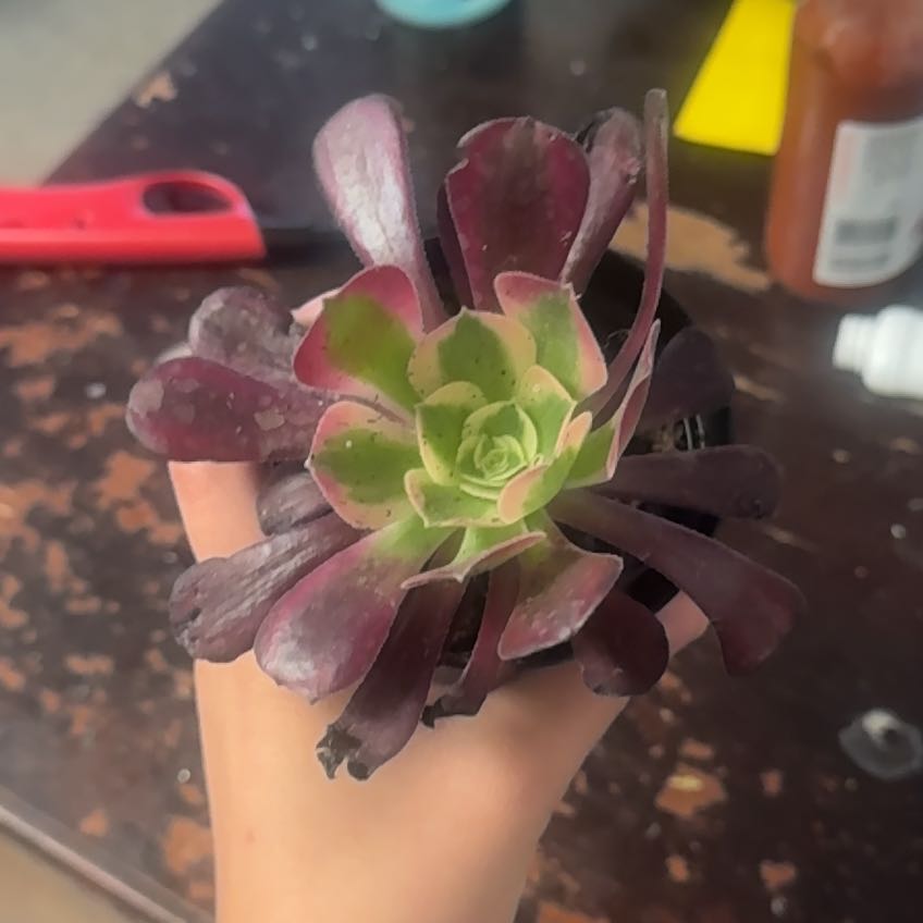 Photo of the plant species Aeonium Medusa by @YokeKawakawa9 named Clooney on Greg, the plant care app