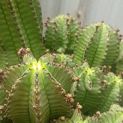 Photo of the plant species Tanzanian Zipper Plant by @SocialShadbush1 named Rosa on Greg, the plant care app