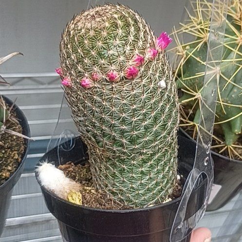 Photo of the plant species Wave Cactus by @SocialShadbush1 named Navajo on Greg, the plant care app