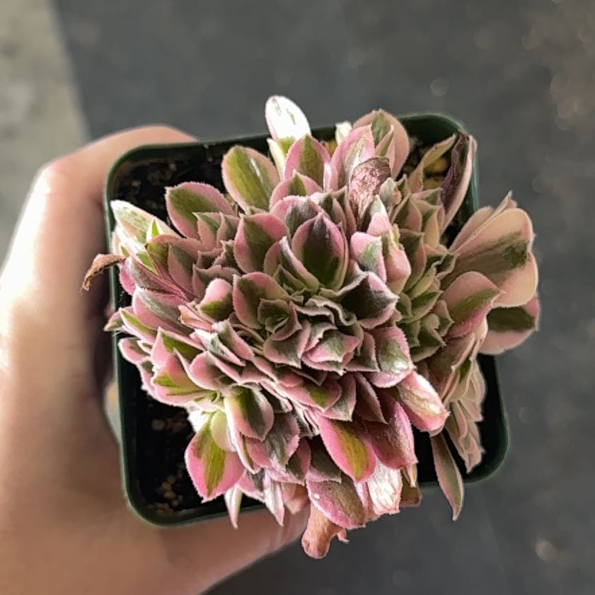 Photo of the plant species Aeonium 'Pink Witch' by @KinglyTarbush21 named Luna on Greg, the plant care app