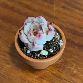 Photo of the plant species Echeveria chihuahuaensis by @TopNeem8 named Figyonce on Greg, the plant care app