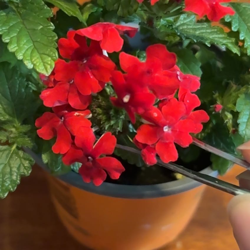Photo of the plant species Slender Vervain by @TopNeem8 named Zeus on Greg, the plant care app