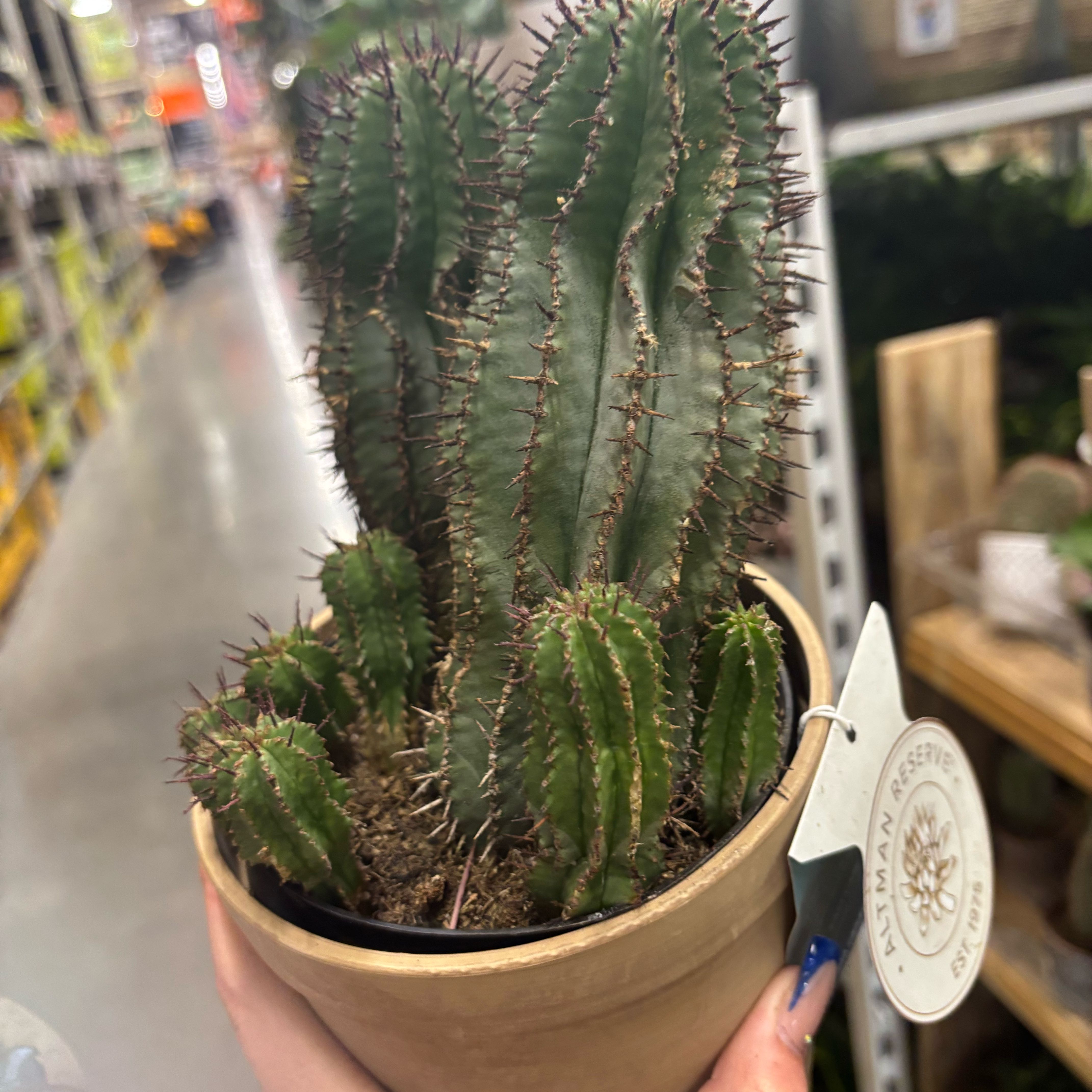 Photo of the plant species African Milk Barrel by @GemCardoon41 named Lola on Greg, the plant care app