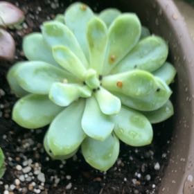 Photo of the plant species Echeveria 'Lime n' Chile' by @SolidlyBaibua71 named Prince on Greg, the plant care app