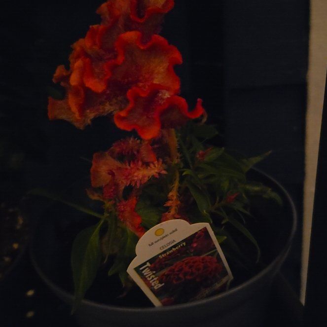 Photo of the plant species Celosia 'Twisted Strawberry' by @WorthyRedbean36 named Walt on Greg, the plant care app
