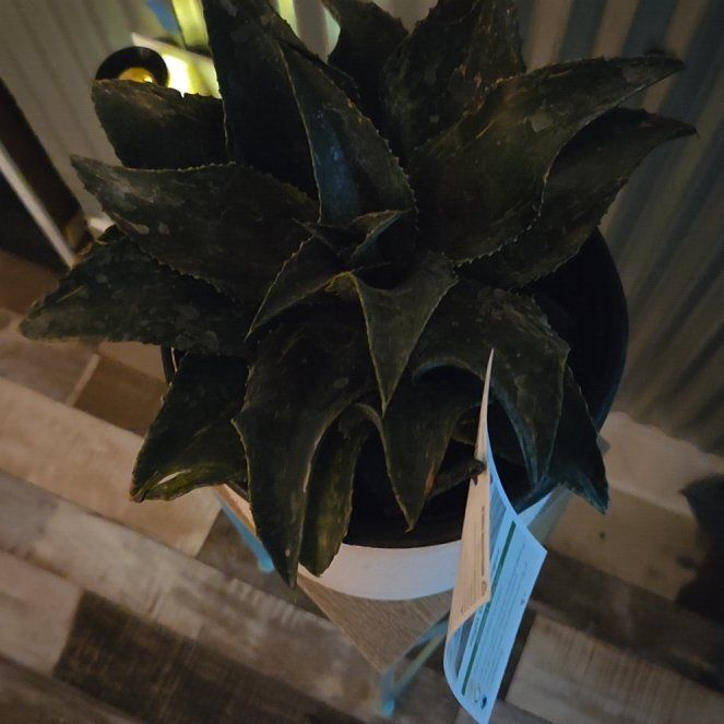 Photo of the plant species Mangave 'Night Owl' by @WorthyRedbean36 named Sol on Greg, the plant care app