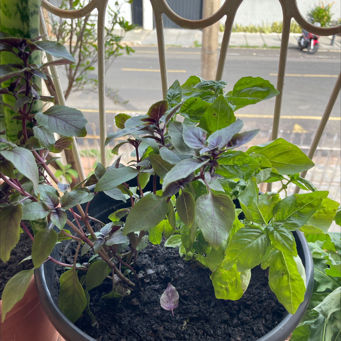Photo of the plant species Purple Basil by @YiftPlanera62 named Manjericão on Greg, the plant care app