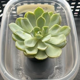 Photo of the plant species Echeveria by @ClearDovetree33 named Cici on Greg, the plant care app