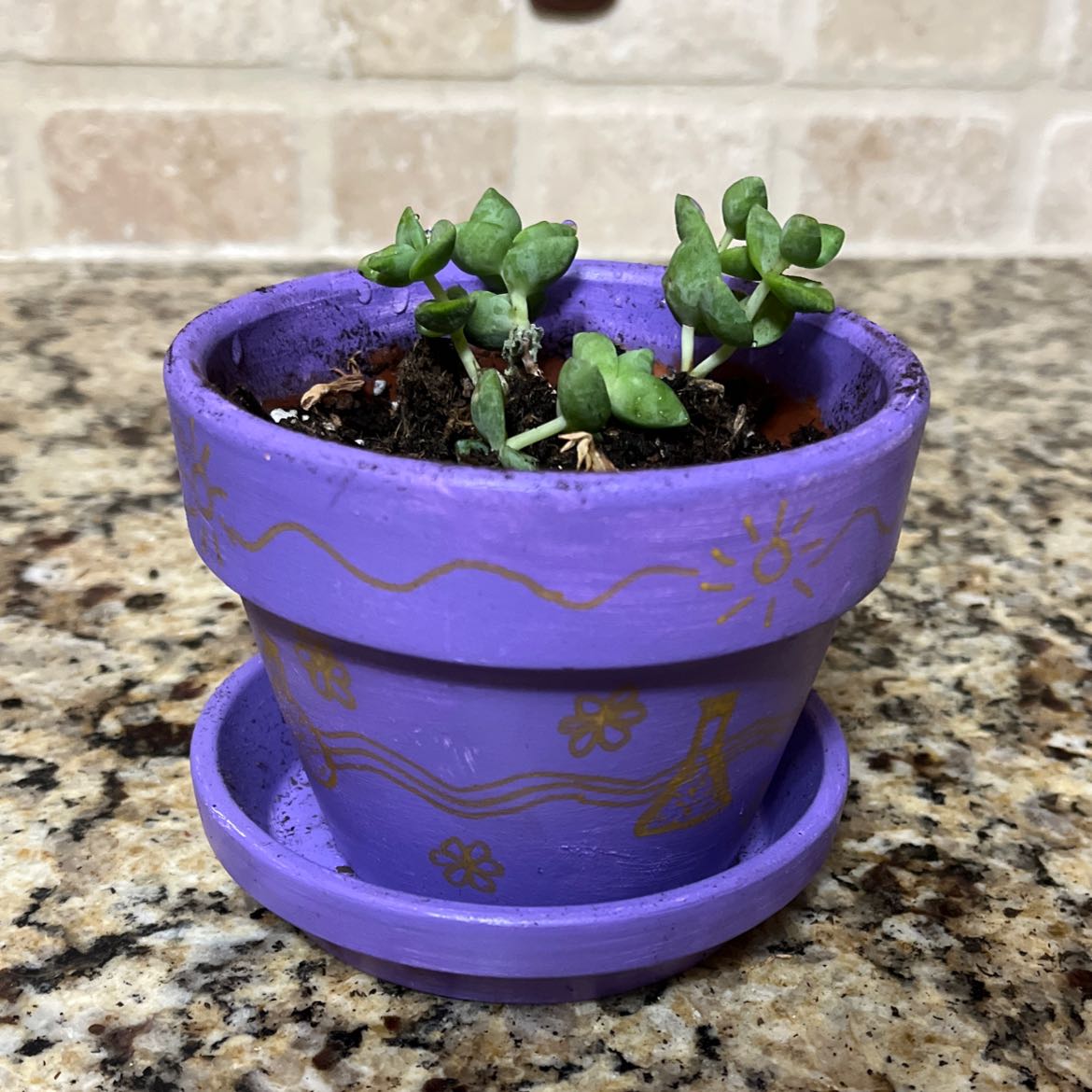 Crassula rupestris plant in a decorated purple pot on a granite surface.