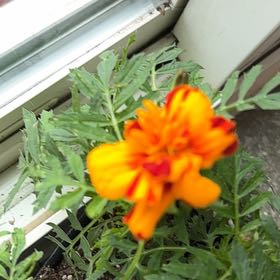 Photo of the plant species French Marigold 'Bonanza Bolero' by @RichlyMendoza82 named Sahara on Greg, the plant care app
