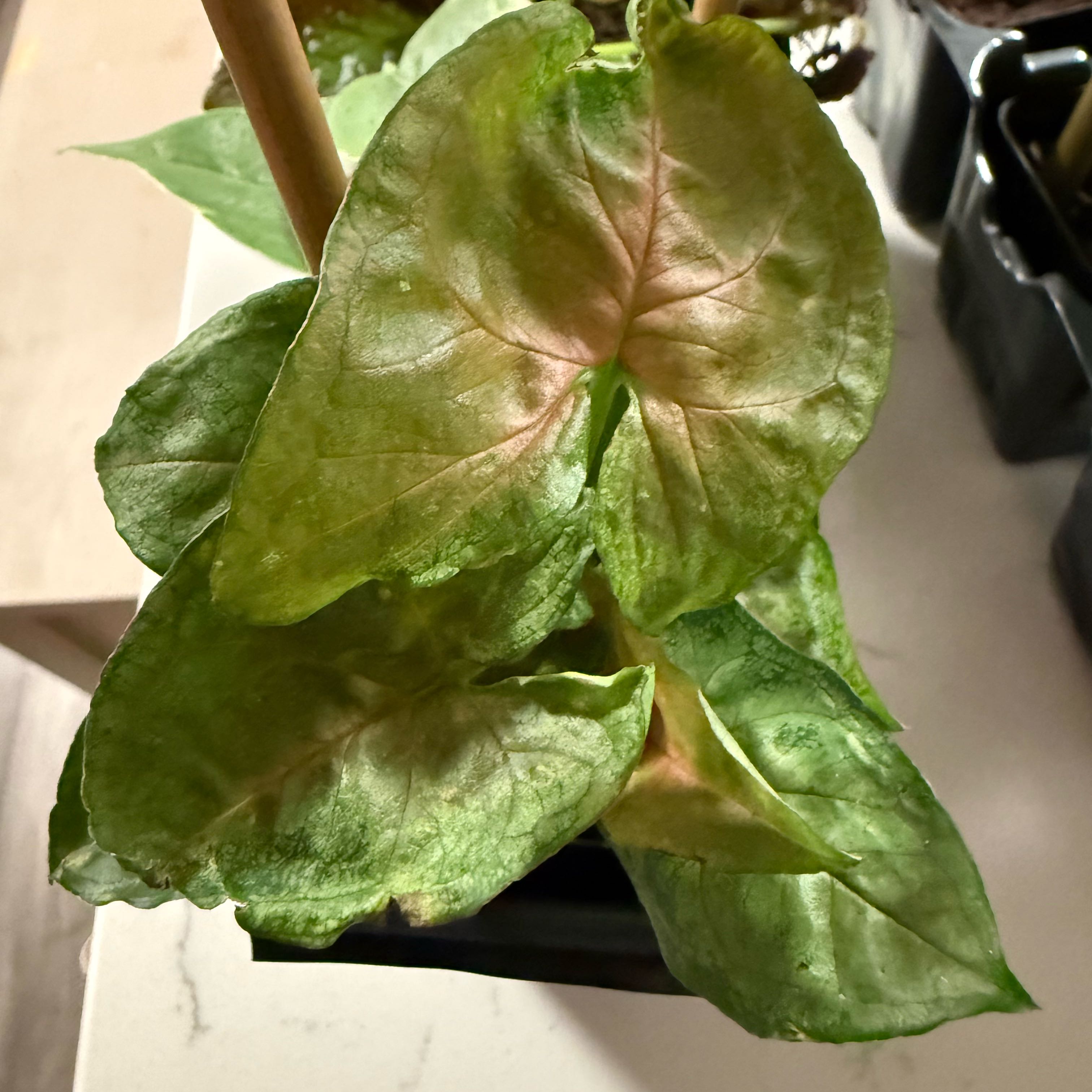 Photo of the plant species Syngonium 'Maria Allusion' by @VipAster83 named Harmony on Greg, the plant care app