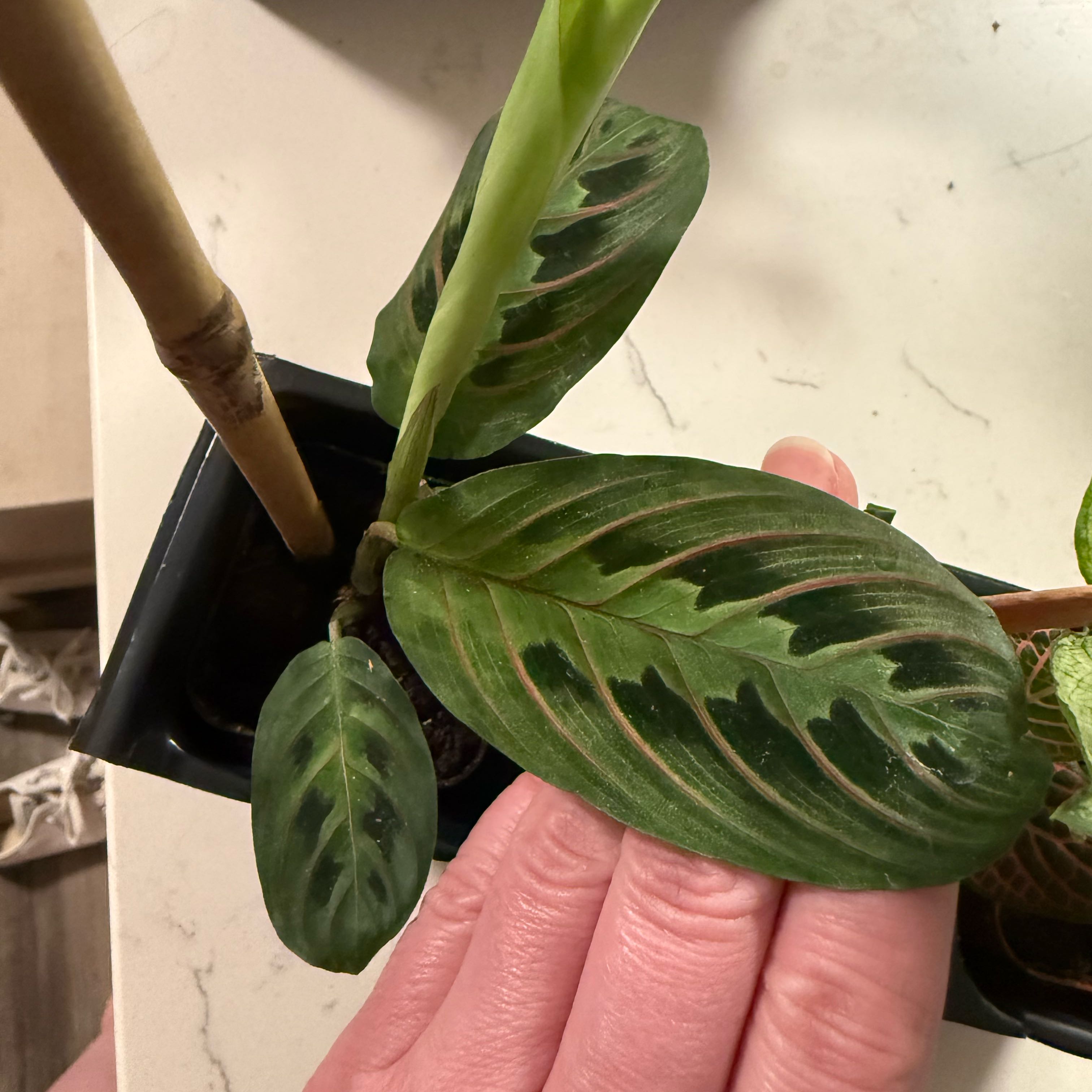 Photo of the plant species Prayer Plant by @VipAster83 named Dolores on Greg, the plant care app