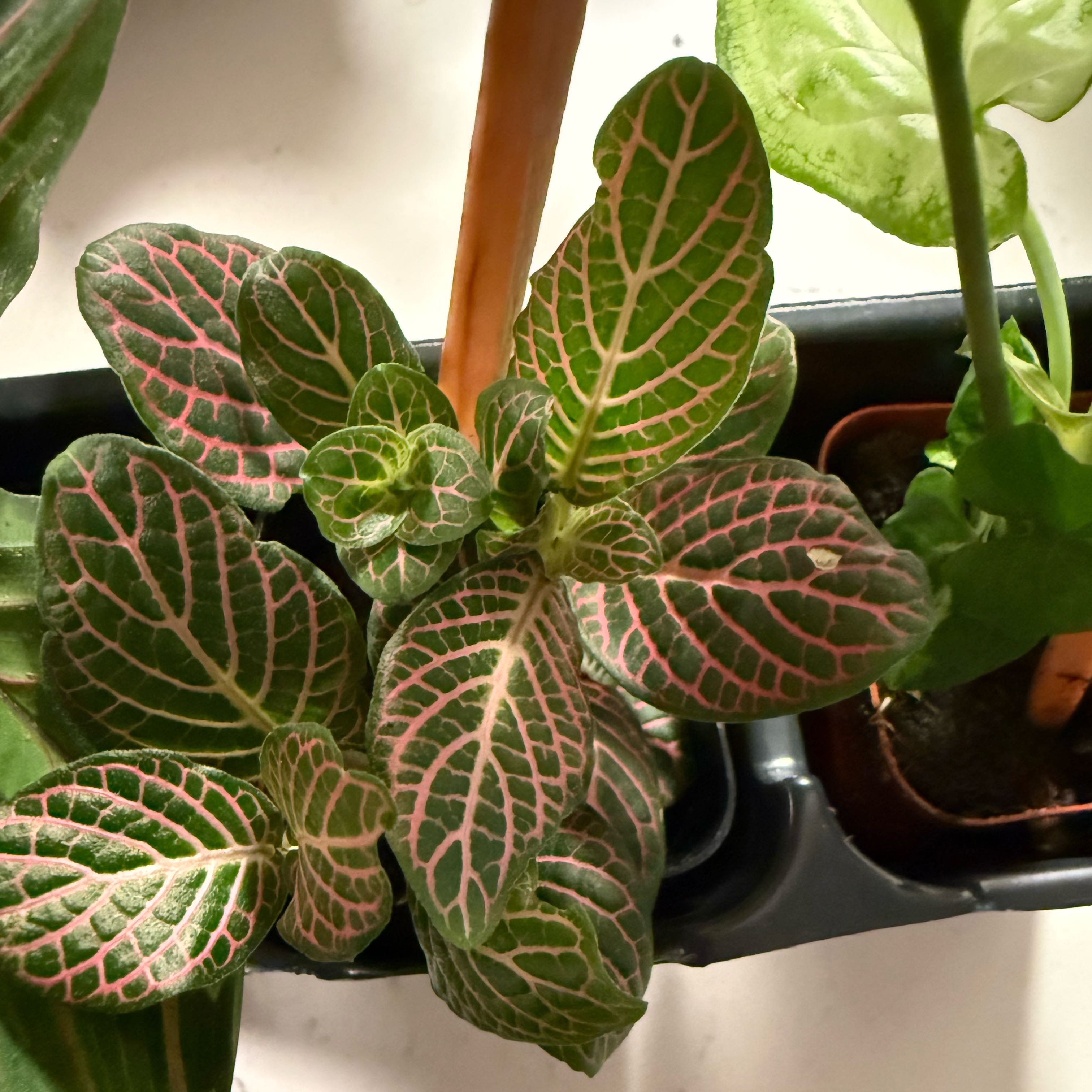 Photo of the plant species Red Vein by @VipAster83 named Treeyoncé on Greg, the plant care app