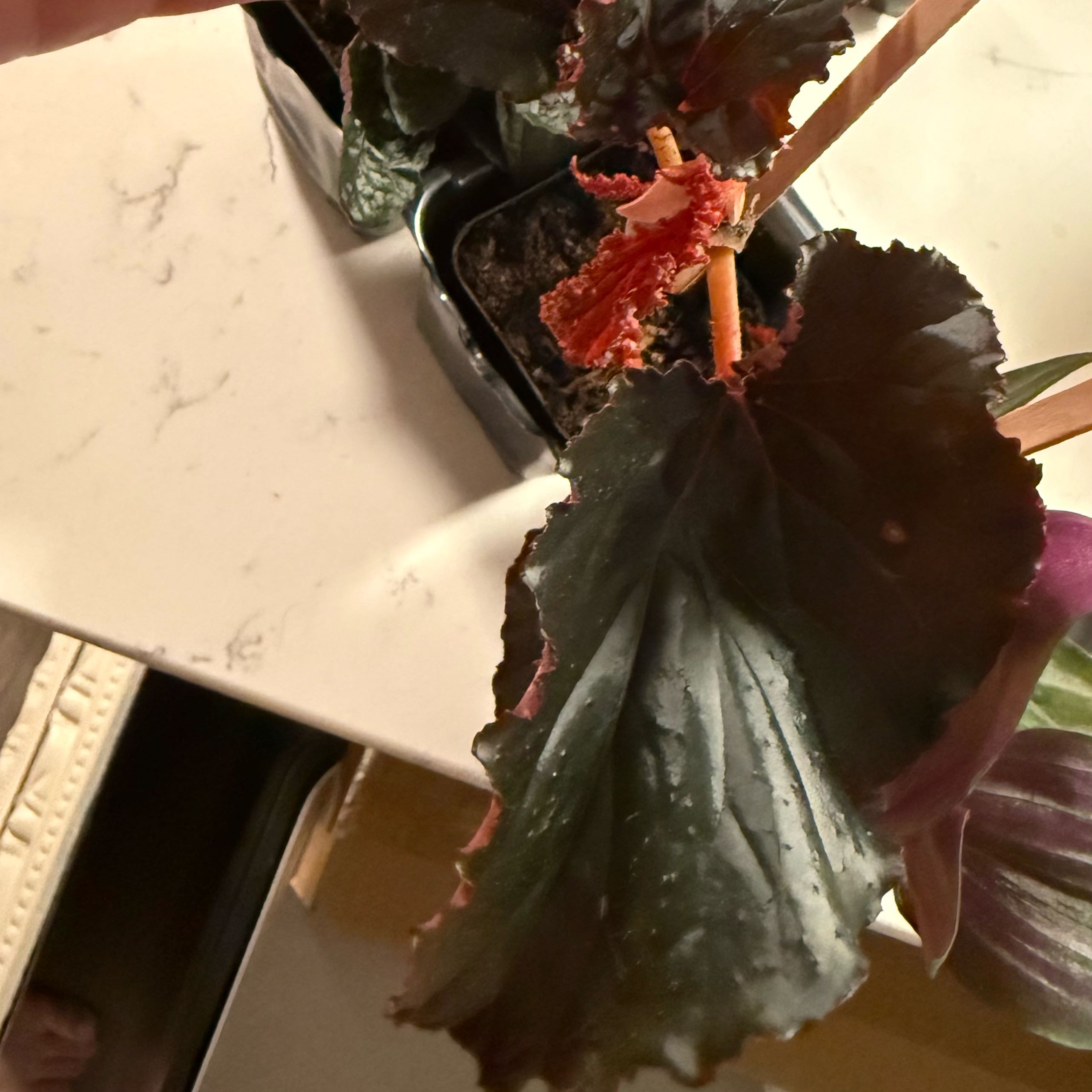 Photo of the plant species Black Magic by @VipAster83 named Figyonce on Greg, the plant care app