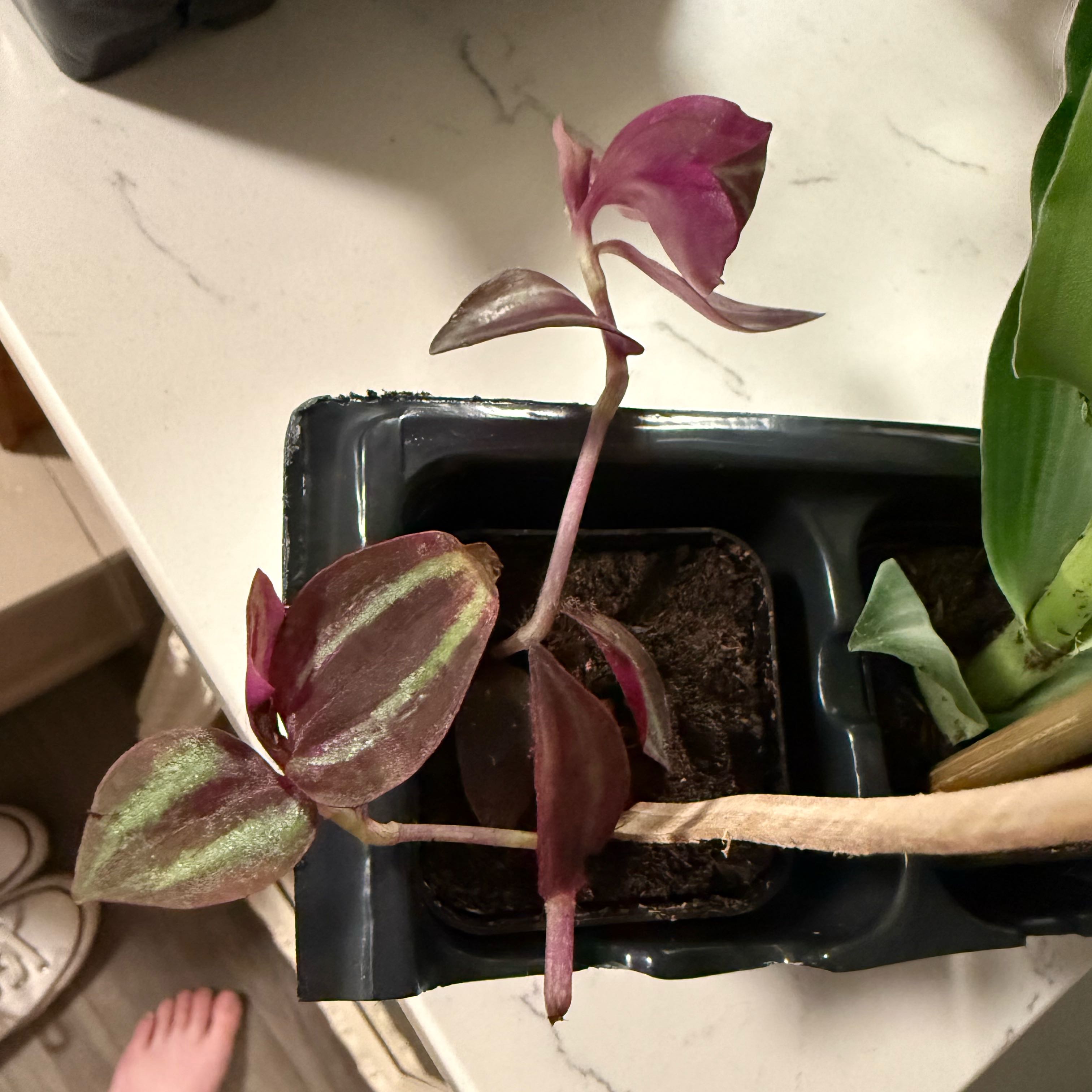 Photo of the plant species Wandering Jew by @VipAster83 named Huckleberry Fern on Greg, the plant care app