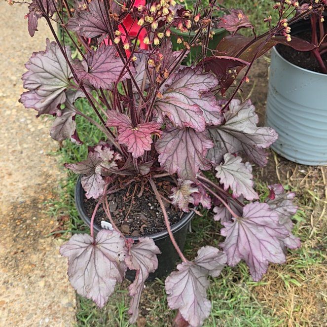 Photo of the plant species Coral Bells by @LogicalBeans15 named Austen on Greg, the plant care app