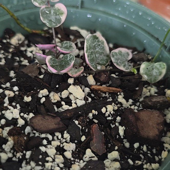Photo of the plant species String of Hearts by @LogicalBeans15 named Sigmund on Greg, the plant care app