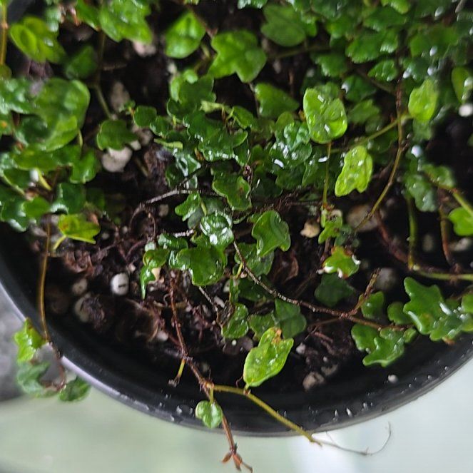 Photo of the plant species String of Frogs by @LogicalBeans15 named Dolores on Greg, the plant care app