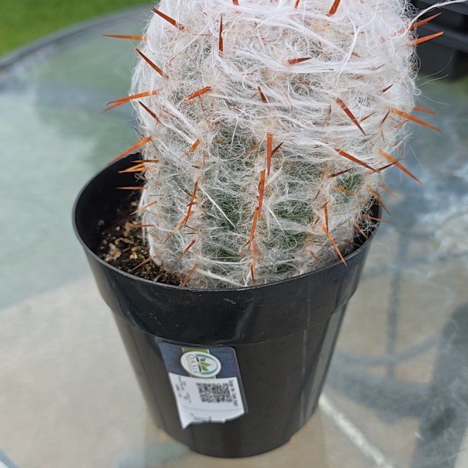 Photo of the plant species Old Man of the Mountains by @LogicalBeans15 named Oscar on Greg, the plant care app