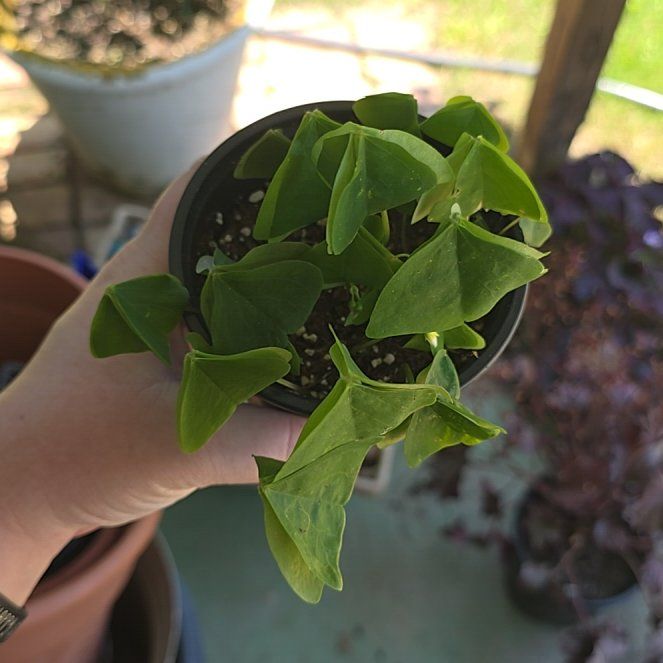 Photo of the plant species Green Shamrock by @LogicalBeans15 named Surya on Greg, the plant care app