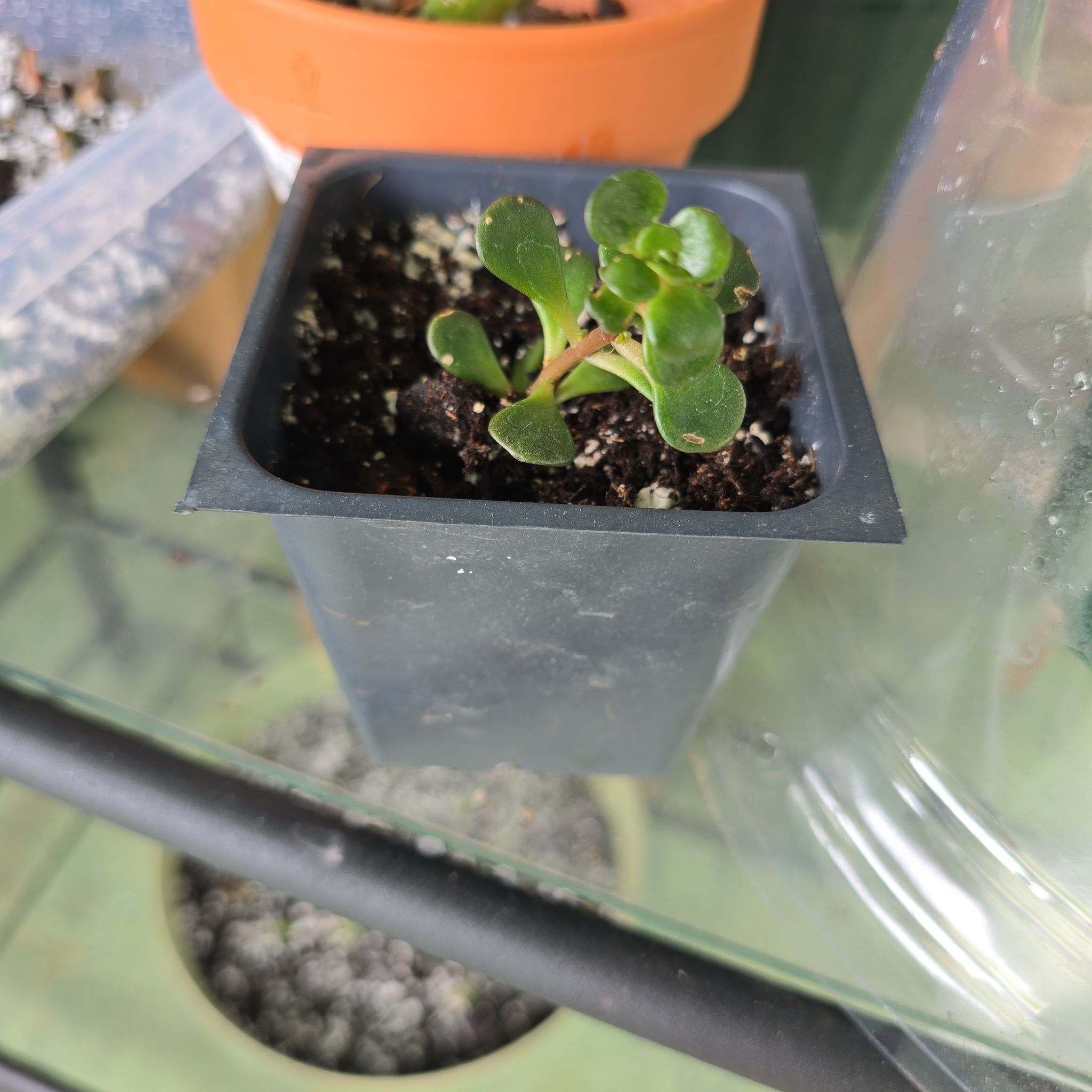 Photo of the plant species Sedum Makinoi by @LogicalBeans15 named Messi on Greg, the plant care app