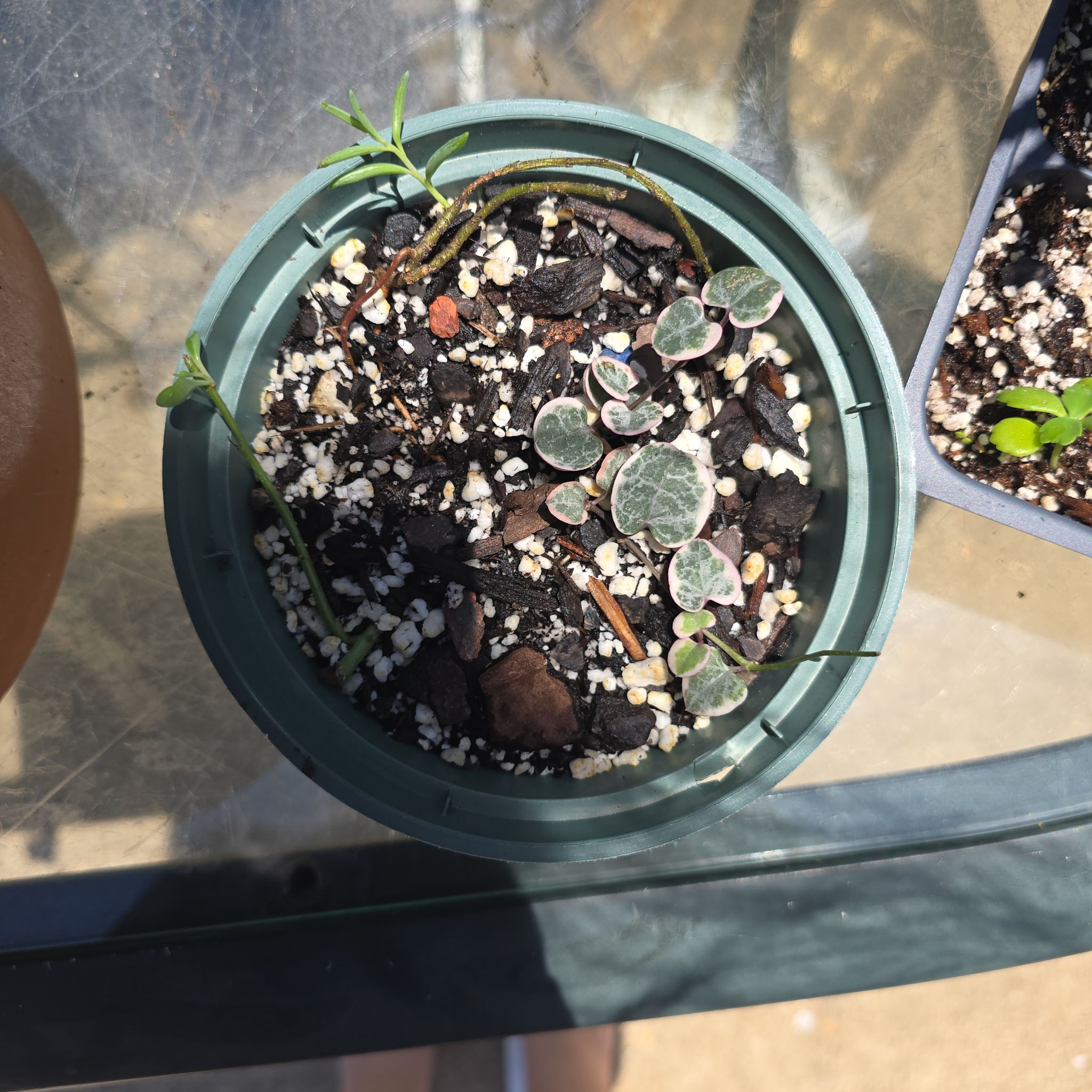 Photo of the plant species String of Hearts by @LogicalBeans15 named Sigmund on Greg, the plant care app