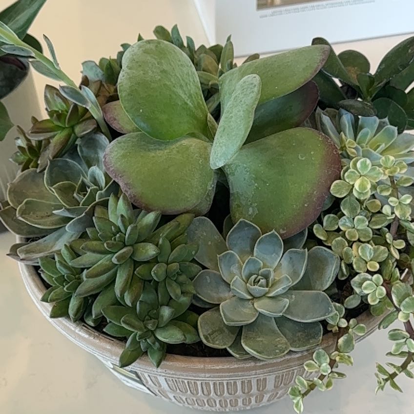 Photo of the plant species Assorted Succulents by @ProCoconut70 named Delilah on Greg, the plant care app