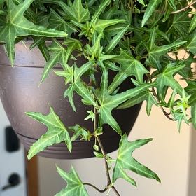 Photo of the plant species Starling Ivy by @FairCatnip named Dean on Greg, the plant care app