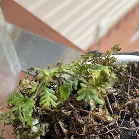 Photo of the plant species Black Spleenwort by @AdorkableTori named Treeyoncé on Greg, the plant care app