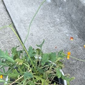 Photo of the plant species Iceland Poppy by @AdorkableTori named Marilyn on Greg, the plant care app