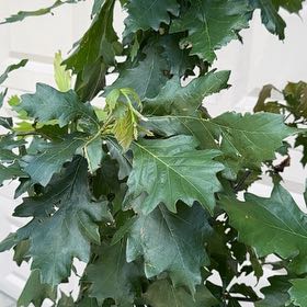 Photo of the plant species Swamp White Oak by @AdorkableTori named Darwin on Greg, the plant care app