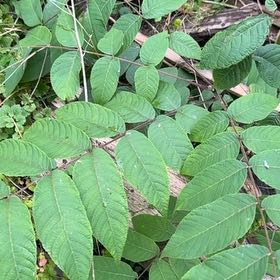 Photo of the plant species Black Walnut by @AdorkableTori named Remington on Greg, the plant care app