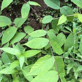 Photo of the plant species Black Walnut by @AdorkableTori named Terra on Greg, the plant care app
