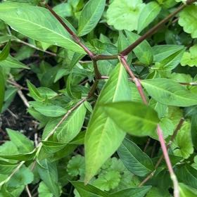 Photo of the plant species Persicaria Longiseta by @AdorkableTori named Orlando Bloom on Greg, the plant care app