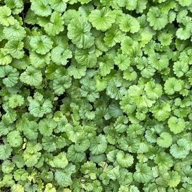 Photo of the plant species Glechoma Hederacea by @AdorkableTori named Drake on Greg, the plant care app