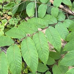 Photo of the plant species Black Walnut by @AdorkableTori named Pax on Greg, the plant care app