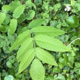 Photo of the plant species Black Walnut by @AdorkableTori named Achilles on Greg, the plant care app