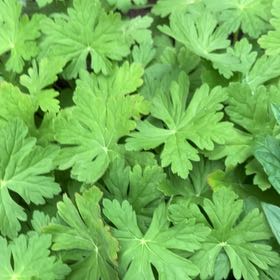 Photo of the plant species Bigroot Geranium by @NewTawapou8 named Lola on Greg, the plant care app