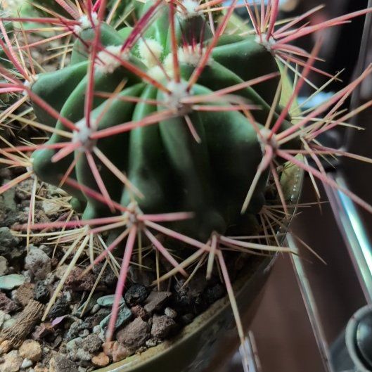 Photo of the plant species Devil's Tongue Barrel Cactus by @KeyLithop45 named Drake on Greg, the plant care app