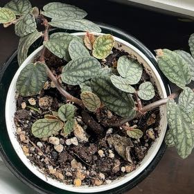 Photo of the plant species Wrinkled Viburnum by @ProNiaouli33 named Gates on Greg, the plant care app