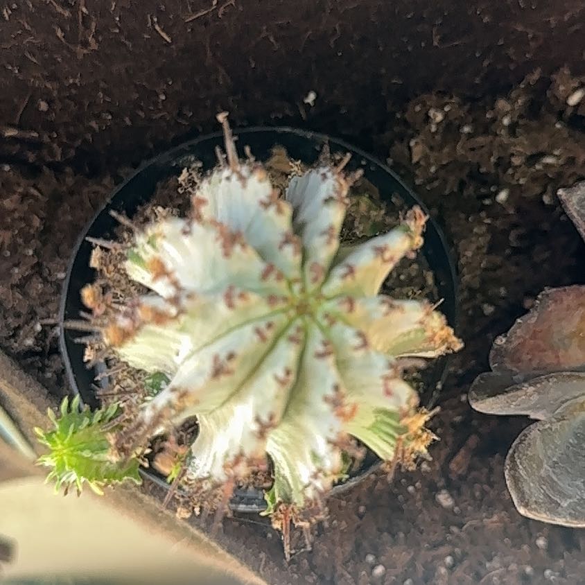 Photo of the plant species Ferocactus histrix by @DeftDecodon46 named Tupot amaroot on Greg, the plant care app