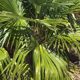 Photo of the plant species Chinese Windmill Palm by @FreshGinger96 named Athena on Greg, the plant care app