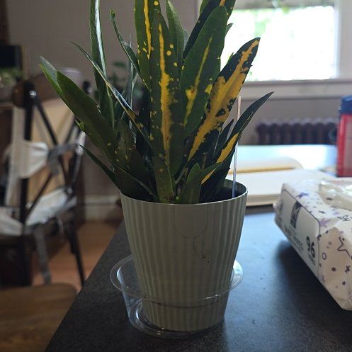 Photo of the plant species Sunny Star Croton by @GuruBucaneve52 named Daphne on Greg, the plant care app