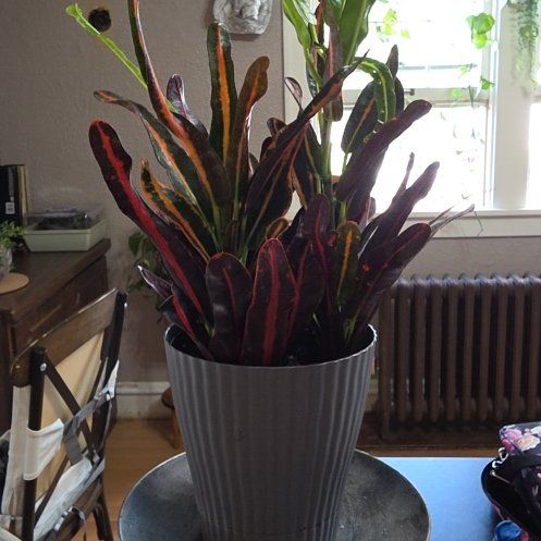 Photo of the plant species Red Banana Croton by @GuruBucaneve52 named Stella on Greg, the plant care app