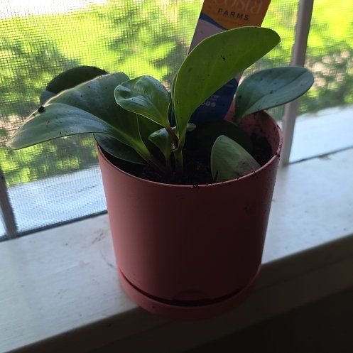 Photo of the plant species Golden Gate Peperomia by @GuruBucaneve52 named Bigleef Smalls on Greg, the plant care app