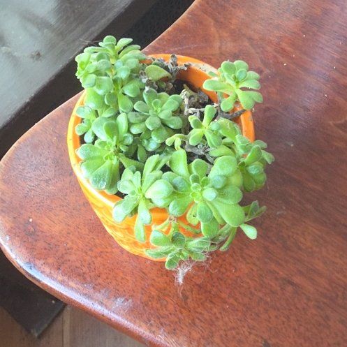 Photo of the plant species Aeonium 'Irish Bouquet' by @GuruBucaneve52 named Mollie on Greg, the plant care app
