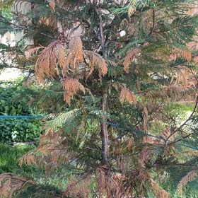 Photo of the plant species Western Red Cedar by @WarmBetel93 named da Vinci on Greg, the plant care app