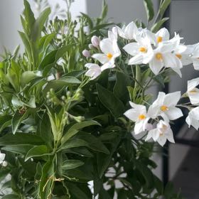 Photo of the plant species Potato Vine by @EnormousKaro45 named Sol on Greg, the plant care app