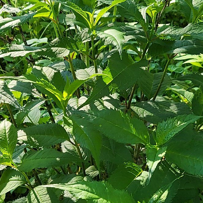 Photo of the plant species Pink Turtlehead by @WarmEncina99 named Demi on Greg, the plant care app