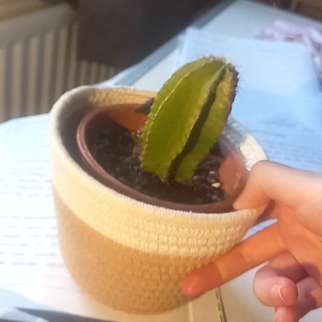 Photo of the plant species Baseball Cactus by @PoeticSugarvine named mr mustache on Greg, the plant care app